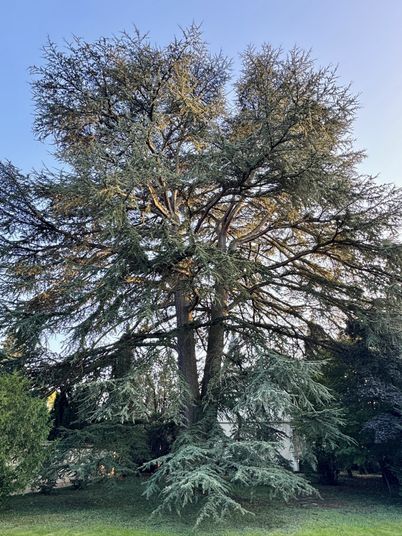 Maison a louer tassin-la-demi-lune - 9 pièce(s) - 181 m2 - Surfyn